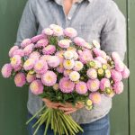 Bonita Shell Pink Aster Seeds