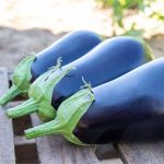 Picasso (F1) Eggplant Seeds