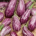 Galaxy of Stars Eggplant Seeds