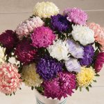 Tower Custom Mix China Aster Seeds