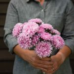 Miss Europe Resist China Aster Seeds