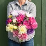 Valkyrie Mix China Aster Seeds