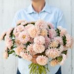 King Size Apricot China Aster Seeds