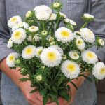 Macaroon White China Aster Seeds