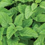 Lemon Balm Herb Seeds