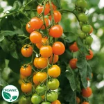 Toronjina (F1) Organic Tomato Seeds