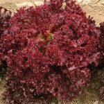 Dark Red Lollo Rossa Organic Lettuce Seeds
