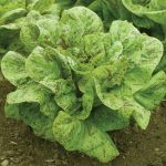 Flashy Trout Back Organic Lettuce Seeds