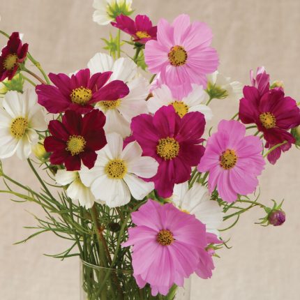 Cosmos Mix Seeds