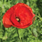 Poppy (Red) Seeds