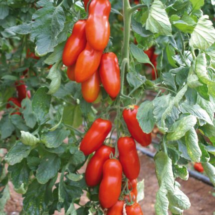 Pozzano (F1) Tomato Seedling