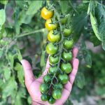 Red Cherry Organic Tomato Seedling
