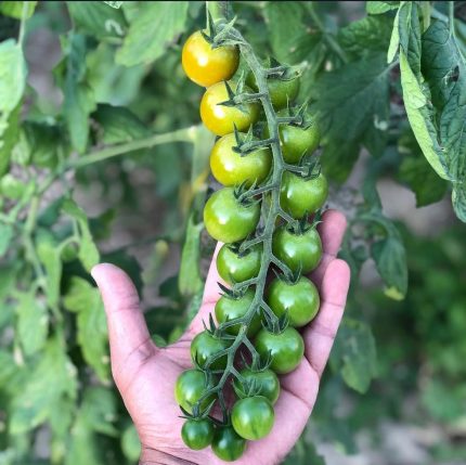 Red Cheery Organic Tomato Seedling