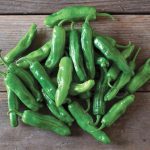 Hasakah Pepper Seedling