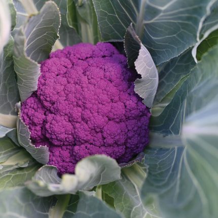 Purple Moon (F1) Cauliflower Seedling