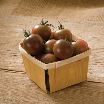 Black Cherry Organic Tomato Seedling