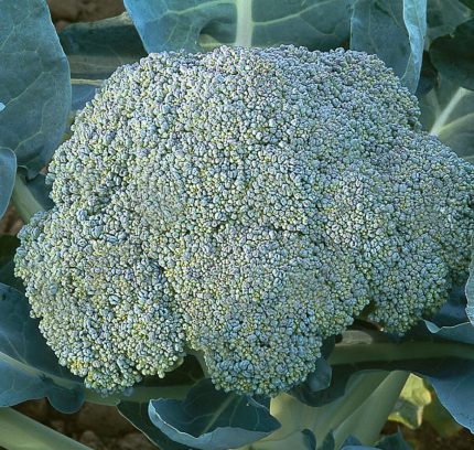 Gypsy (F1) Broccoli Seedling