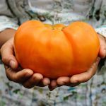 Dr. Wyche’s Yellow Organic Tomato Seedling