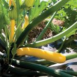 Golden Glory (F1) Zucchini Squash Seeds