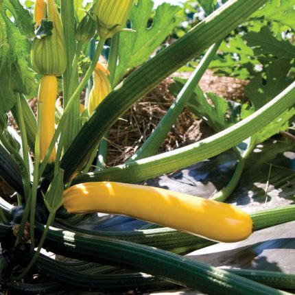 Golden Glory (F1) Zucchini Squash Seeds