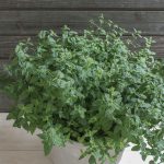 Common Mint Herb Seeds