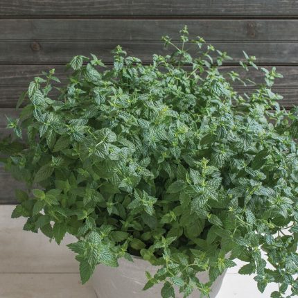 Common Mint Herb Seeds