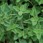 Greek Oregano Organic Herb Seeds