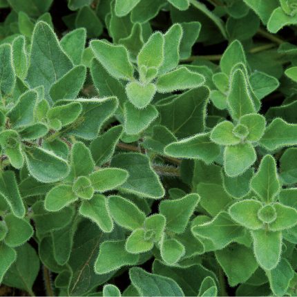 Greek Oregano Organic Herb Seeds