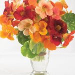 Alaska Mix Nasturtium Seeds