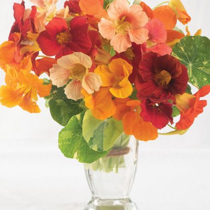 Alaska Mix Nasturtium Seeds