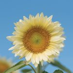 ProCut® White Lite (F1) Sunflower Seeds