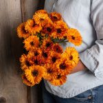 Orange Button Calendula Seeds