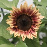 ProCut® Plum (F1) Sunflower Seeds