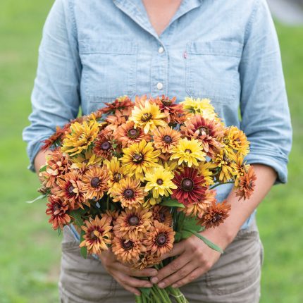 Sahara Rudbeckia Seeds