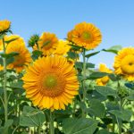 ProCut® Gold Lite DMR (F1) Sunflower Seeds