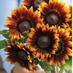 Shock-O-Lat (F1) Sunflower Seeds