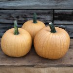 Spicy Mocha (F1) Pumpkin Seeds