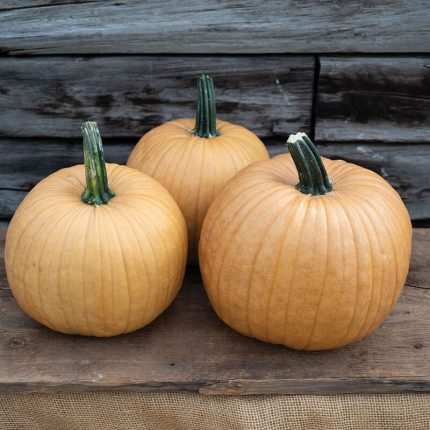 Spicy Mocha (F1) Pumpkin Seeds