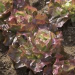 Red Cross Organic Lettuce Seeds