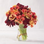 Bloody Mary Nasturtium Seeds