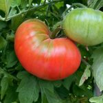 Lebanese Tomato Heirloom Organic Seeds