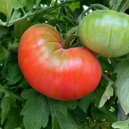 Lebanese Tomato Heirloom Organic Seeds