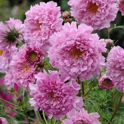 Double Click Rose Bonbon Cosmos Seeds