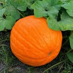 Al Bahah Pumpkin Seeds