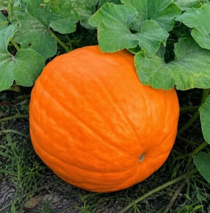 Al Bahah Pumpkin Seeds