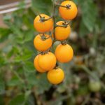 Gold Nugget Organic Tomato Seeds