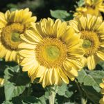 ProCut® Lemon Lite (F1) Sunflower Seeds