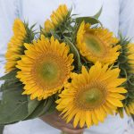 Sunrich Gold (F1) Sunflower Seeds