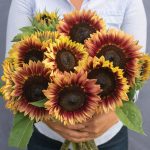 Desert Sun (F1) Sunflower Seeds