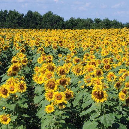 Royal Hybrid® 1121 Sunflower (F1) Sunflower Seeds